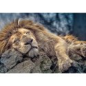Puzzle Trefl Śpiący lew 1000 el. (10447) Puzzle Trefl Śpiący lew 1000 el. (10447)
