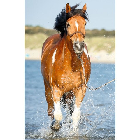 Puzzle Trefl Świat Koni 54 el. (54193) Puzzle Trefl Świat Koni 54 el. (54193)