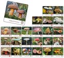 Gra pamięciowa Adamigo GRZYBY POLSKIE Gra pamięciowa Adamigo GRZYBY POLSKIE